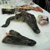Krievija Rietumvalstu eksportēto gaļu aizstās ar krokodilu gaļu no Filipīnām